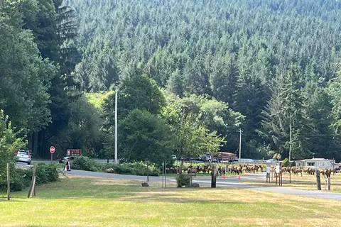 Heart of the Redwoods Cottages & RV