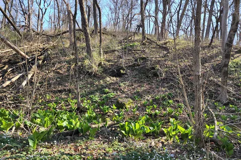Franklin Creek State Natural Area Equestrian