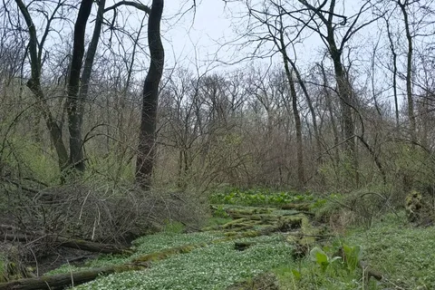 Franklin Creek State Natural Area Equestrian