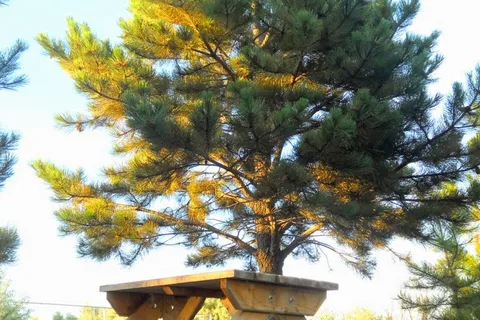North Park Campground
