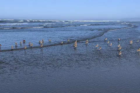 Pacific Beach State Park