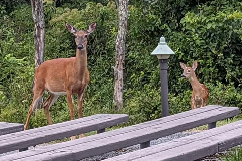 Loft Mountain Campground - Shenandoah National Park