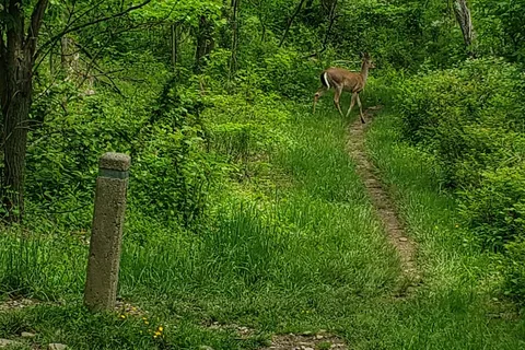Loft Mountain Campground - Shenandoah National Park