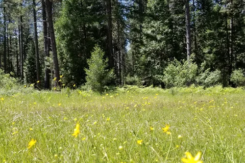 Living Springs RV and Lodging