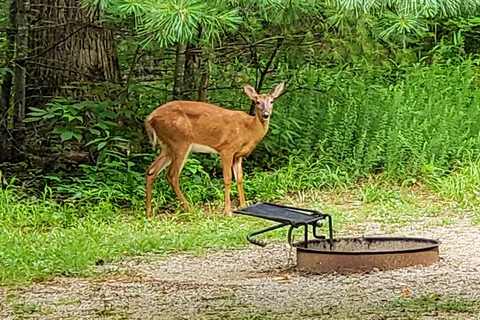 Cades Cove Campground - Great Smoky Mountains National Park