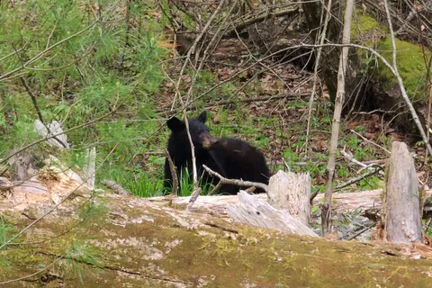 Cades Cove Campground - Great Smoky Mountains National Park