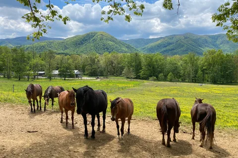 Cades Cove Campground - Great Smoky Mountains National Park