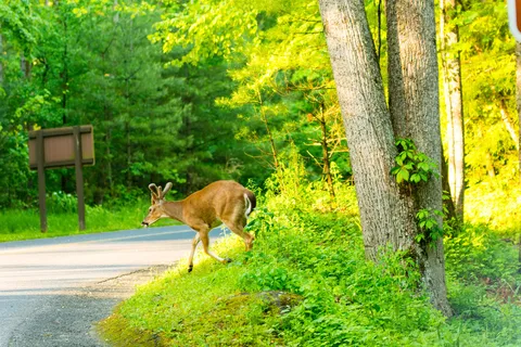 Cades Cove Campground - Great Smoky Mountains National Park