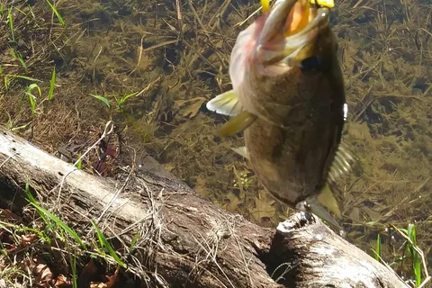 Tombigbee State Park