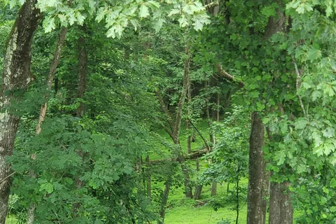 Rocky Knob Campground - Blue Ridge Parkway National Park