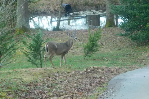 Deer Springs RV Park