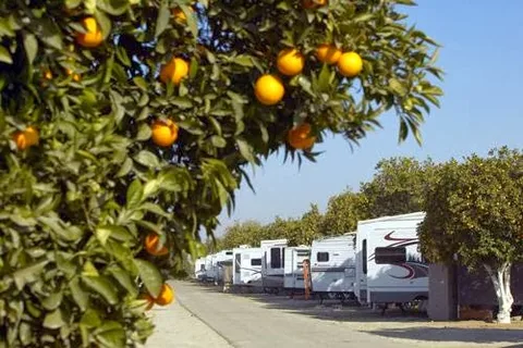 Orange Grove RV Park and Resort