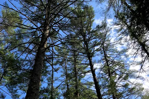 Rancho Pines Campground and Cottages