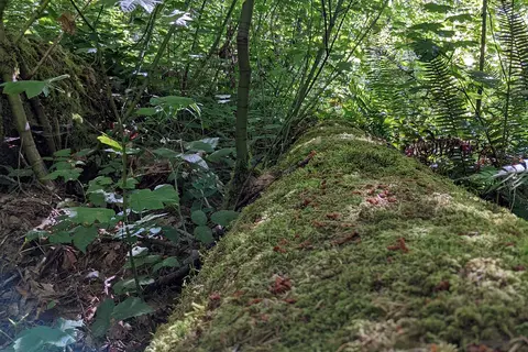 Seaquest State Park