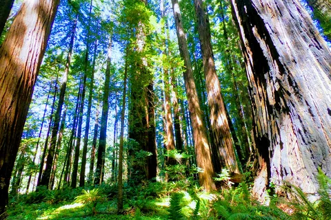 Grizzly Creek Redwoods State Park