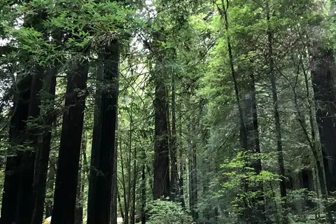 Grizzly Creek Redwoods State Park