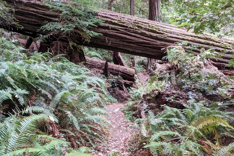 Grizzly Creek Redwoods State Park