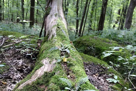 Henry Horton State Park