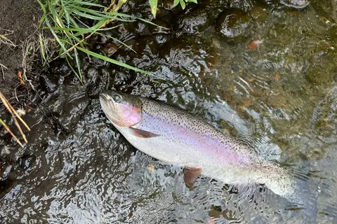Deschutes River Fly Shop and Camp