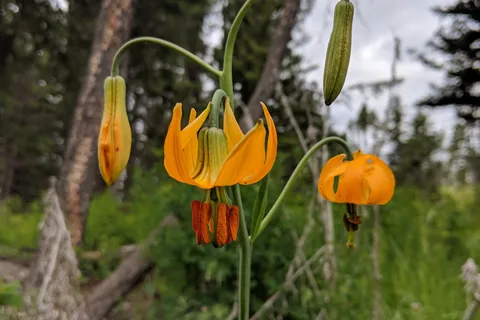 Roche Lake Provincial Park