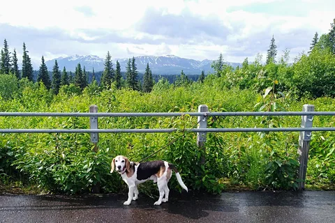 Denali View North Campground - Denali State Park