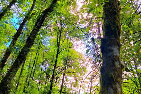 Dairy Creek West - L L Stub Stewart State Park
