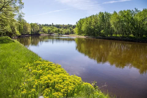 Au Sable River Campsite