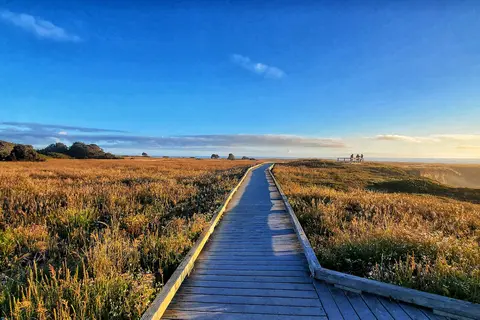 Surfwood - MacKerricher State Park