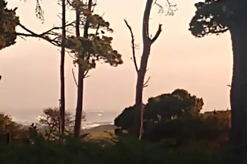 Surfwood - MacKerricher State Park