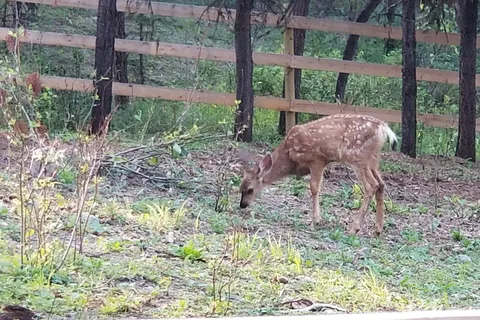 Fawn Lake Resort