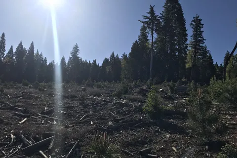 Golden Pines RV Resort and Campground