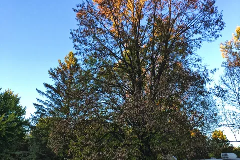 Camp Faribo