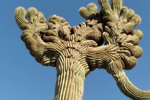 Picacho Peak RV Resort