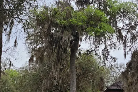 Palmetto State Park
