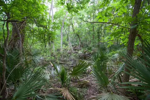 Palmetto State Park