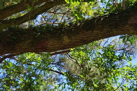 Evangeline Oaks RV Park - Opelousas