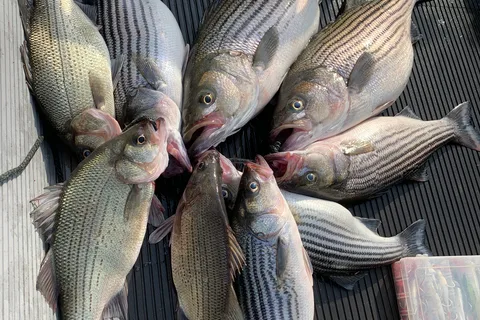 Ed & Bernice's Fish Camp