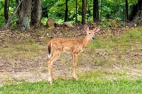 Park Ridge - Lake Wappapello State Park