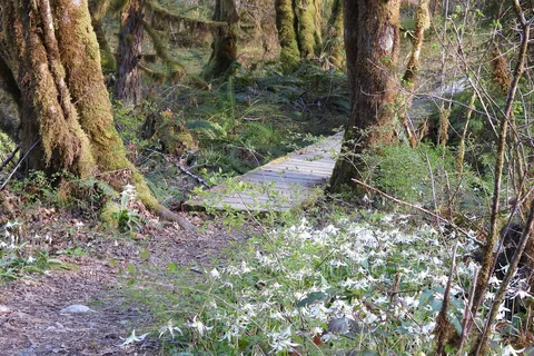 Stoltz Pool - Cowichan River Provincial Park