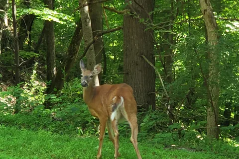 Meador - Bluestone State Park