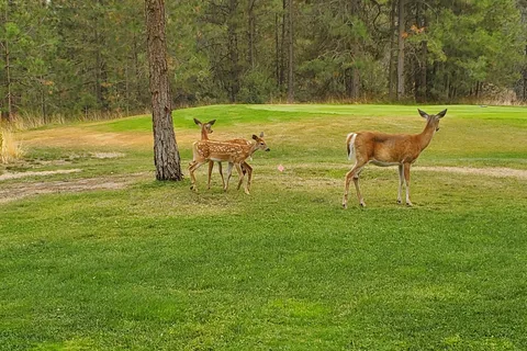 Chewelah Golf and Country Club
