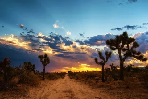 Joshua Tree RV Campground