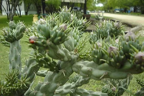Cactus Country RV Park