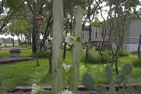 Cactus Country RV Park