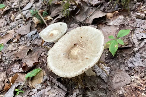 Big Deer State Park
