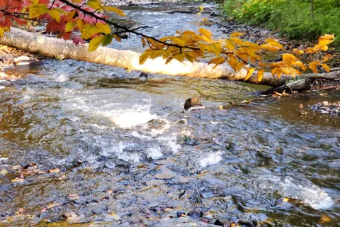 Rippling River Resort