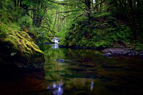Tillamook State Forest - Lyda Camp