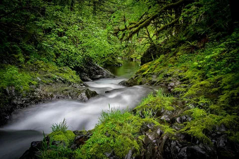 Tillamook State Forest - Lyda Camp