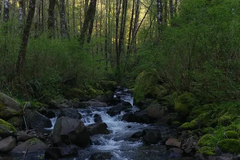 Tillamook State Forest - Lyda Camp