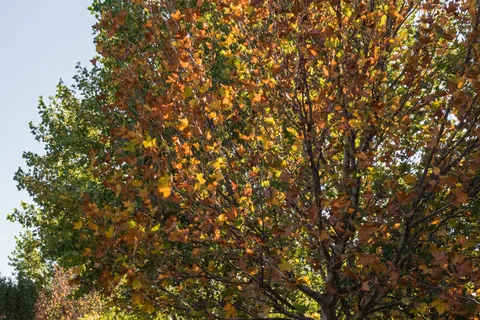 Orchard RV Ranch